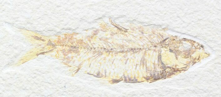 Bargain Knightia Fossil Fish - Wyoming #42373